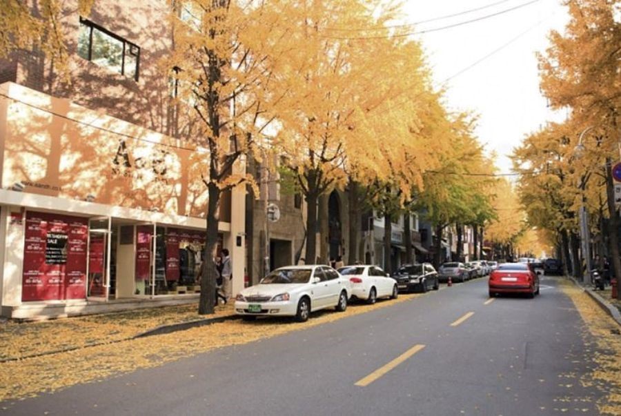 Garosu-gil – con phố lá vàng lãng mạn bậc nhất giữa lòng Gangnam sầm uất