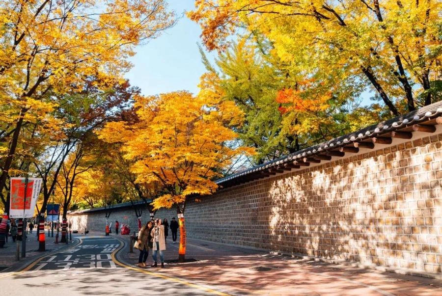 Hàng cây thay áo mới nhuộm vàng cả lối đi bên cung điện Deoksugung