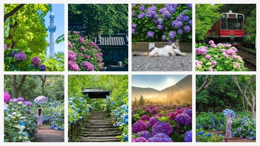 Du lịch Nhật Bản mùa hè quyến rũ du khách bởi sắc cẩm tú cầu rực rỡ, tạo nên khung cảnh vô cùng lãng mạn
