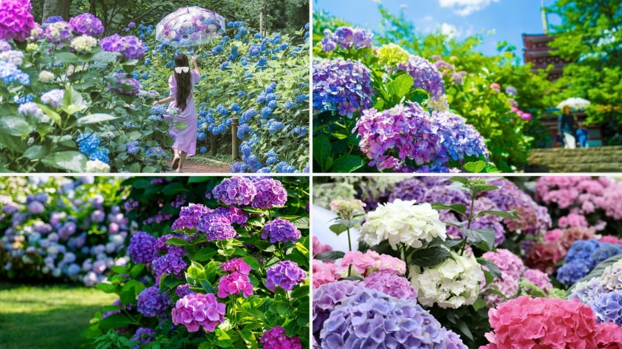 Chuyến du lịch Nhật Bản mùa hoa cẩm tú cầu trở nên quyến rũ hơn bao giờ hết khi những đóa hoa đồng loạt khoe sắc