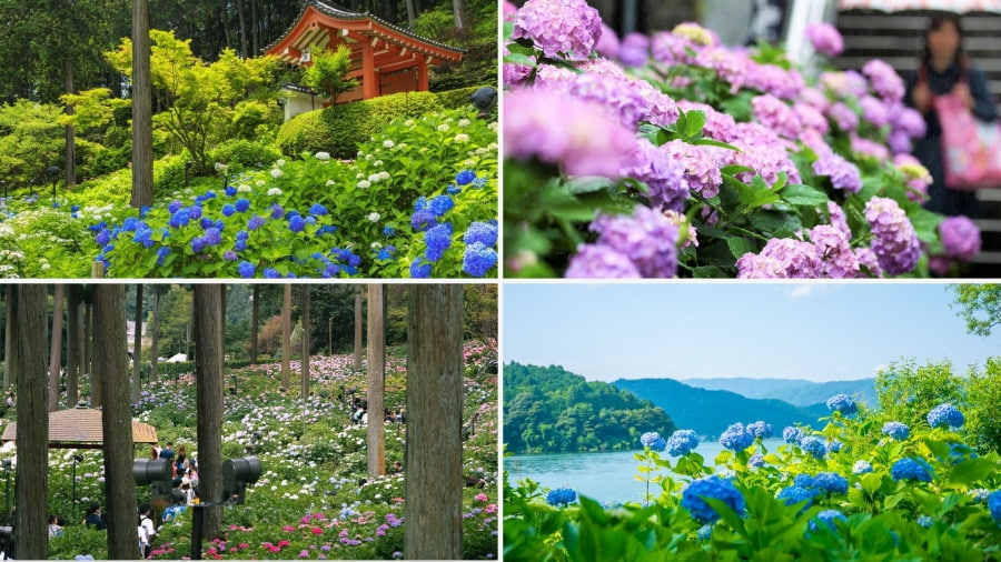 Mimuroto-ji được mệnh danh là ‘Ngôi đền hoa cẩm tú cầu’ với khoảng 10.000 cây cẩm tú cầu thuộc hơn 40 giống khác nhau