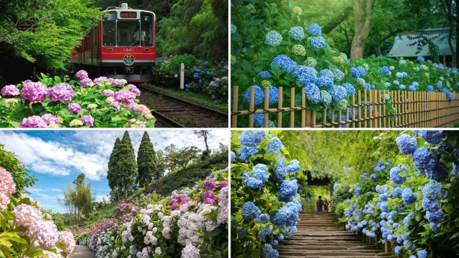 Công viên Hakone Tozan mang đến trải nghiệm ngắm hoa độc đáo mỗi khi đến mùa hoa cẩm tú cầu Nhật Bản