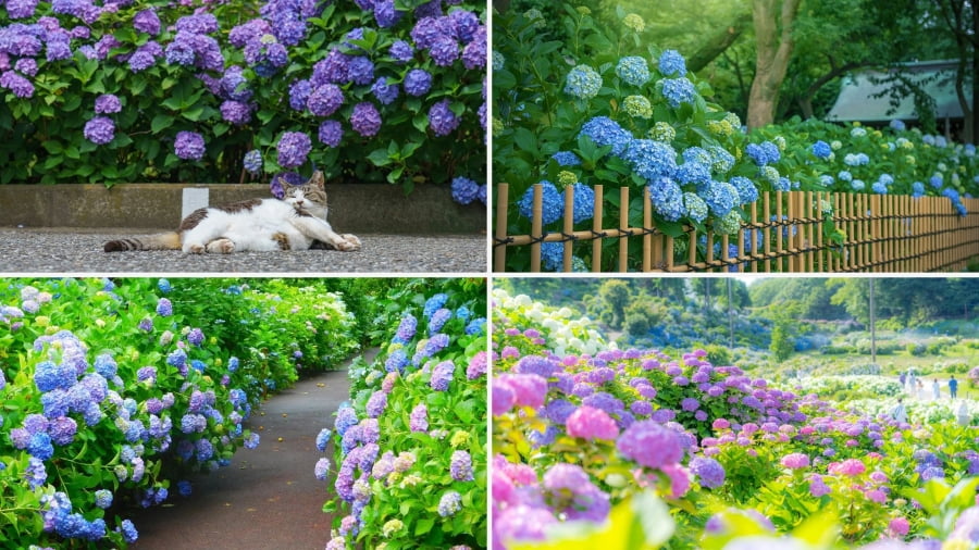 Kamakura là một điểm đến lý tưởng để thưởng thức vẻ đẹp dịu dàng của hoa cẩm tú cầu