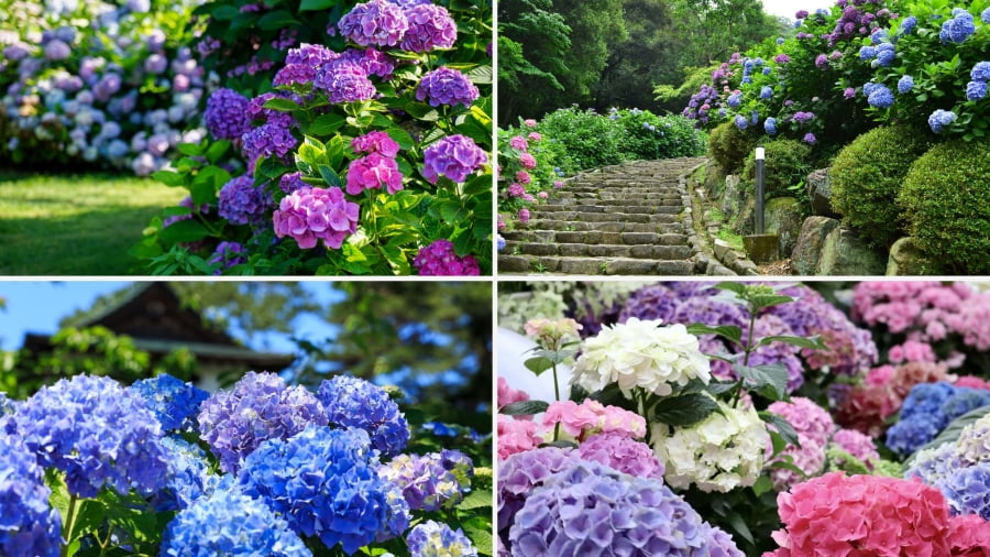 Vào mùa hè, khuôn viên Takahata Fudo Kongoji được tô điểm bởi khoảng 200 loài cẩm tú cầu khác nhau