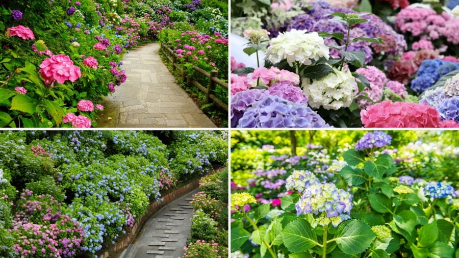 Đến vườn hoa Shimoda, du khách sẽ được đắm mình trong một biển hoa bạt ngàn với đủ màu sắc vô cùng quyến rũ