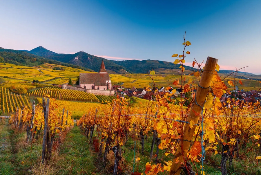 Cách đồng nho vào mùa thu được rất nhiều du khách săn đón để đến check-in