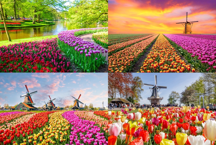 Những địa điểm ngắm hoa tulip nổi tiếng nhất tại Hà Lan
