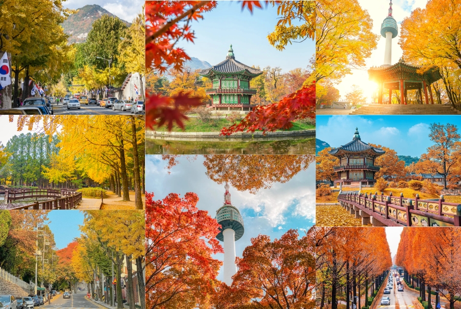 Mùa thu Hàn Quốc mang đến một bức tranh rực rỡ với sắc đỏ vàng xen kẻ