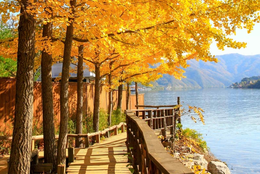 Dạo bước dưới hàng cây vàng rực trên đảo Nami để tận hưởng trọn vẹn mùa thu Hàn Quốc