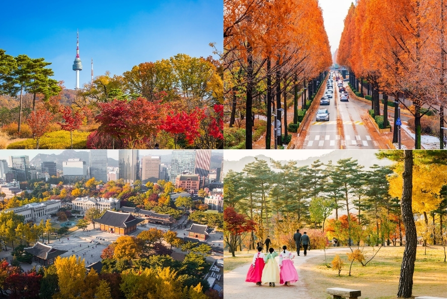 Vẻ đẹp Seoul mùa thu rực rỡ với sắc lá đỏ vàng phủ kín những con đường lãng mạn