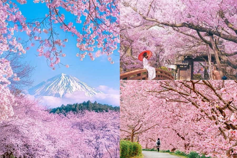 Khung cảnh thơ mộng của mùa hoa anh đào cao điểm