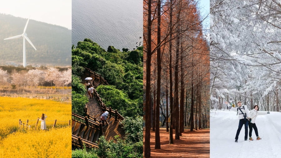 Mỗi mùa Jeju khoác lên mình một chiếc áo khác nhau, khiến ai cũng say đắm