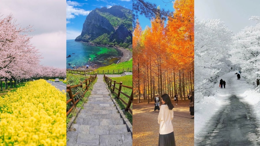 Mỗi mùa, Jeju được khoác lên mình một tấm áo mới, mang một nét quyến rũ riêng biệt, phù hợp với sở thích và mong muốn trải nghiệm của từng du khách
