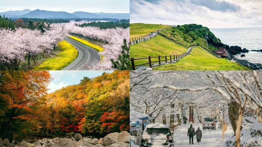 Du lịch Jeju mỗi mùa mang một nét quyến rũ riêng, là điểm đến thú vị cho chuyến du lịch Hàn Quốc của bạn