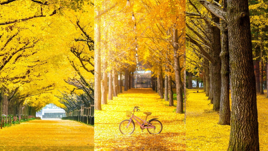 Con đường ngân hạnh đảo Nami - Thiên đường ngân hạnh vàng óng ánh