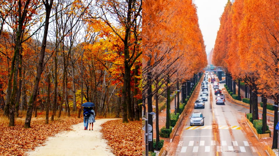 Con đường cây phong đỏ thắm – Sắc màu nồng nàn quyến rũ