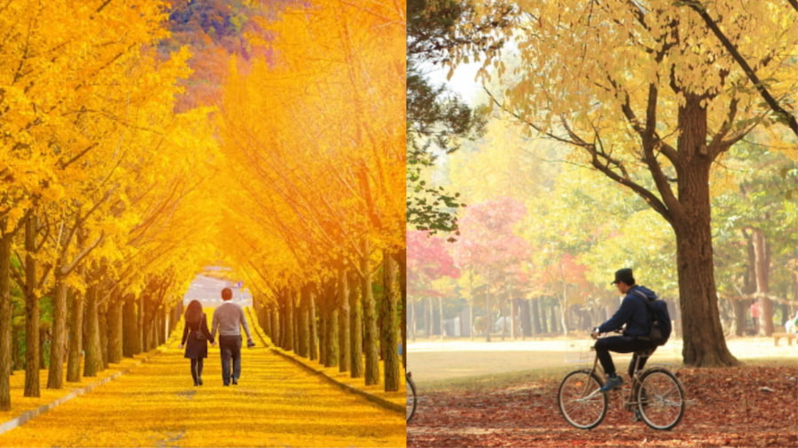 Du lịch đảo Nami mùa thu còn là cơ hội để bạn tham gia vào nhiều hoạt động trải nghiệm thú vị