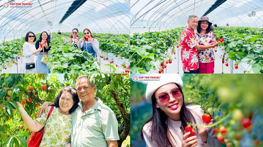 Hái trái cây tại vườn – Hoạt động trải nghiệm mùa hè 'chuẩn chill' tại Hàn Quốc