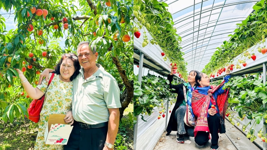 Trải nghiệm hái trái cây tại vườn – một trong những hình thức du lịch nông nghiệp đang cực kỳ phổ biến với du khách quốc tế