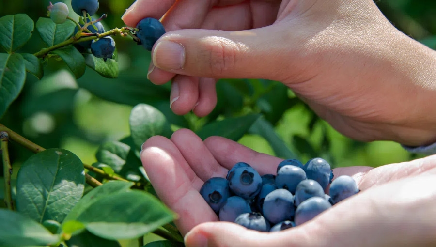 Hái việt quất tại đây không chỉ là hoạt động vui chơi, mà còn là trải nghiệm thú vị cho chuyến du lịch của bạn