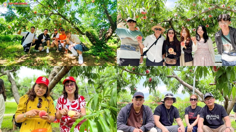 Các vị khách háo hức trong tour du lịch Hàn Quốc hái trái cây tại nhà Top Ten Travel