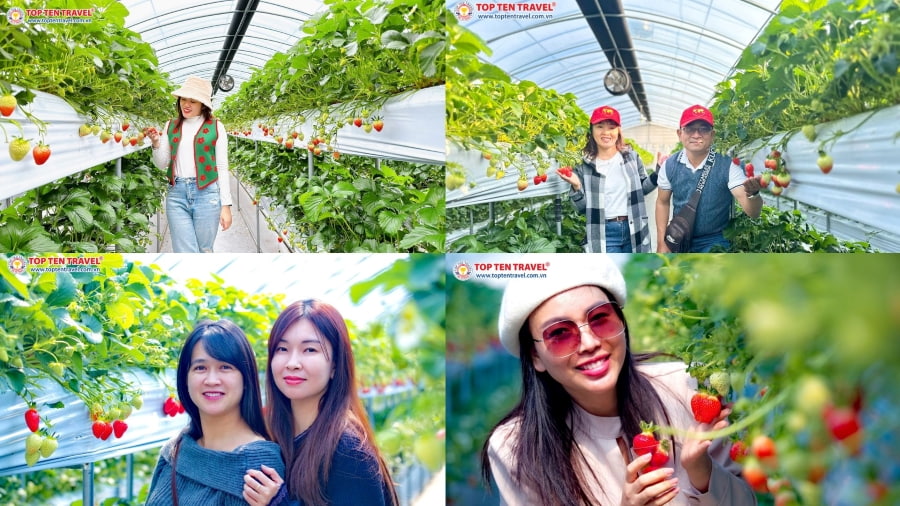 Các vị khách tại nhà Top Ten Travel được trải nghiệm hái dâu ngay tại vườn khi đi du lịch Hàn Quốc