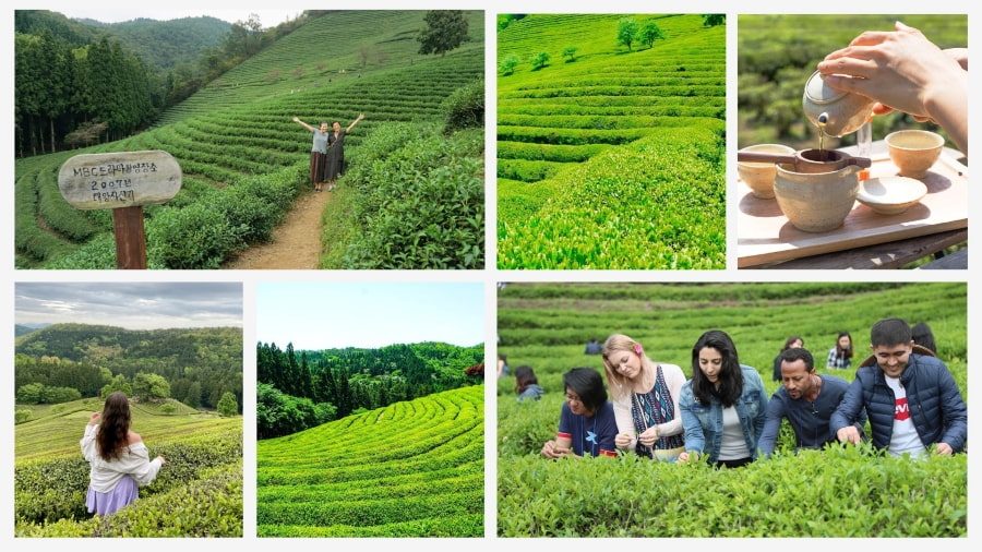 Lễ hội văn hóa Trà xanh Boseong (Boseong Green Tea Festival - 보성 녹차 대축제)