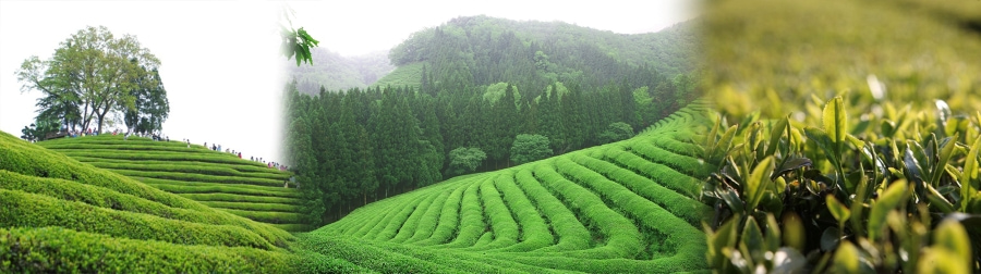 Lễ hội Văn hóa Trà xanh Boseong là một sự kiện thường niên đầy hương sắc, tôn vinh lịch sử và văn hóa trà xanh lâu đời của vùng Boseong