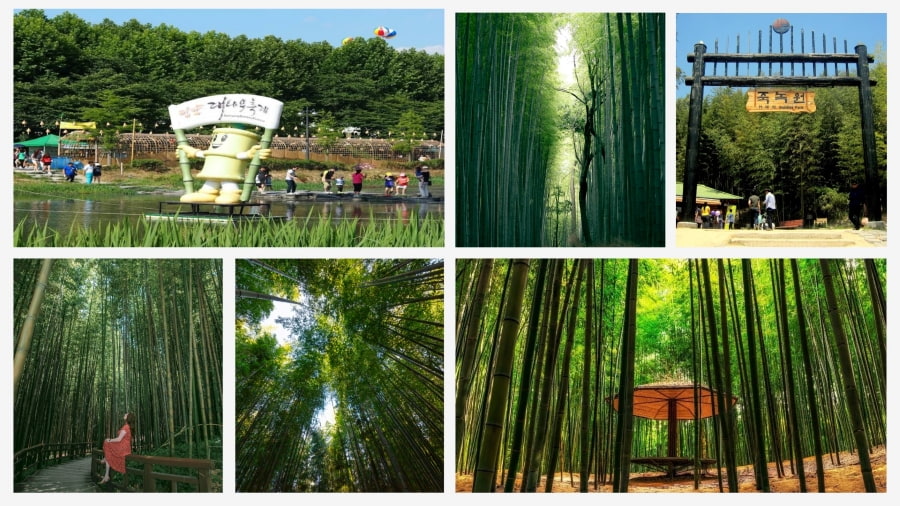 Lễ hội tre DamYang (Damyang Bamboo Festival - 담양 대나무축제)