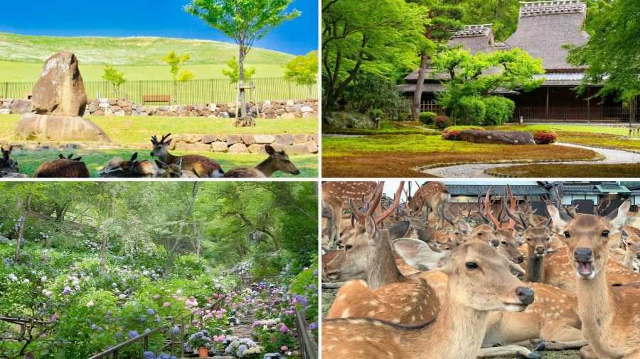 Nara mang đến một trải nghiệm độc đáo trong mùa hè với sự hòa quyện giữa thiên nhiên và lịch sử