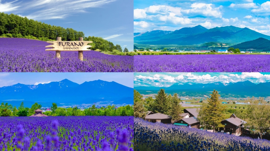 Du lịch Hokkaido mùa hè thì không thể không hình dung ra những cánh đồng hoa lavender tím biếc trải dài vô tận tại Furano