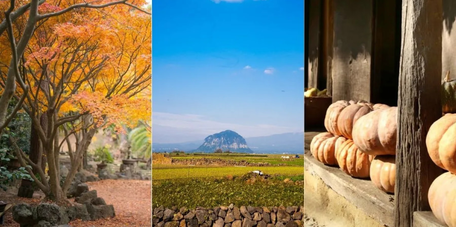 Du lịch Jeju mùa thu - Khám phá hòn đảo thơ mộng rực rỡ sắc màu