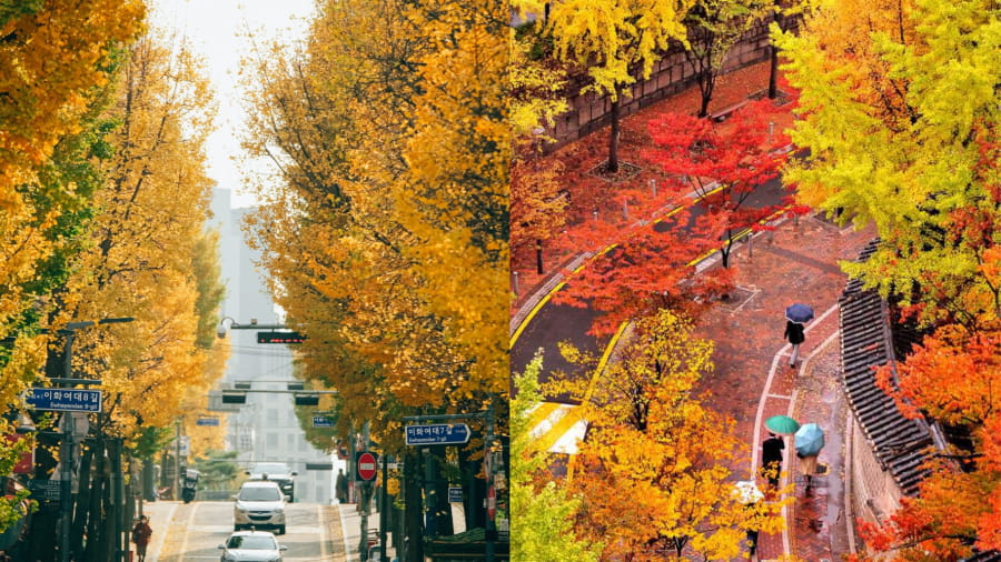 Với vẻ đẹp thơ mộng, Jeju mùa thu đích thực là một hòn đảo thiên đường, mang đến những trải nghiệm khó quên cho mọi du khách