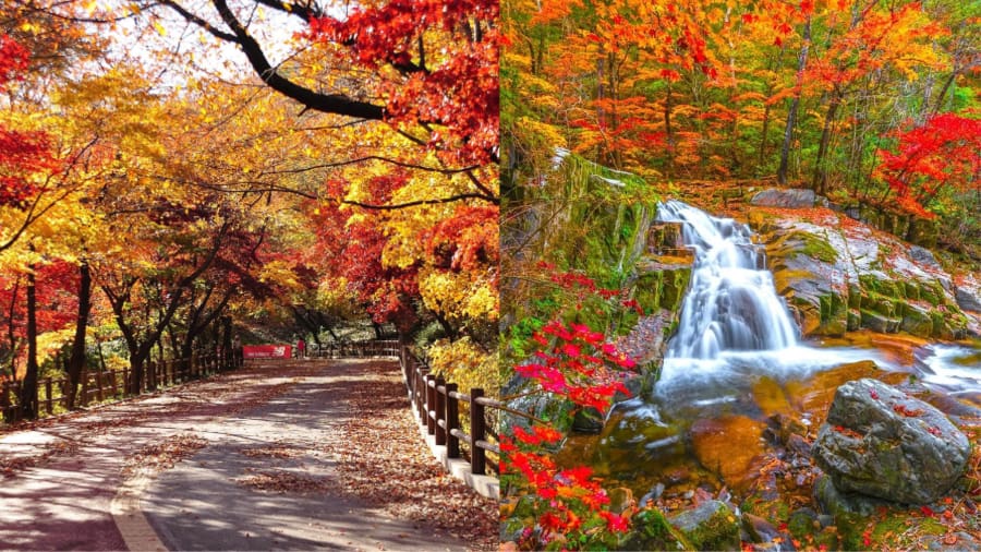 Núi Hallasan - Ngọn núi thiêng rực rỡ lá đỏ