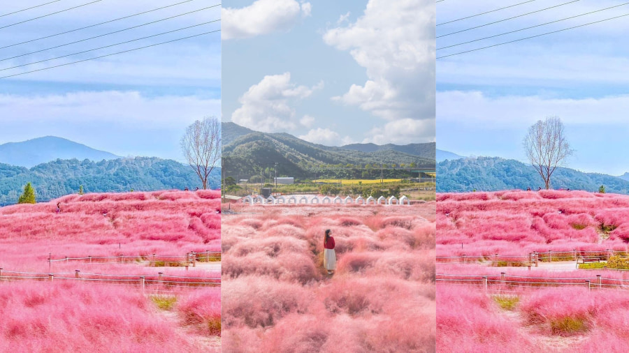 Cánh đồng cỏ hồng Pink Muhly - Sắc hồng mơ màng như cổ tích