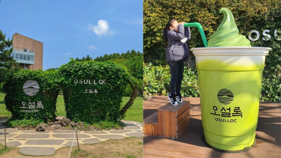 Vườn trà xanh O'sulloc là một điểm đến không thể bỏ qua khi đi du lịch Jeju