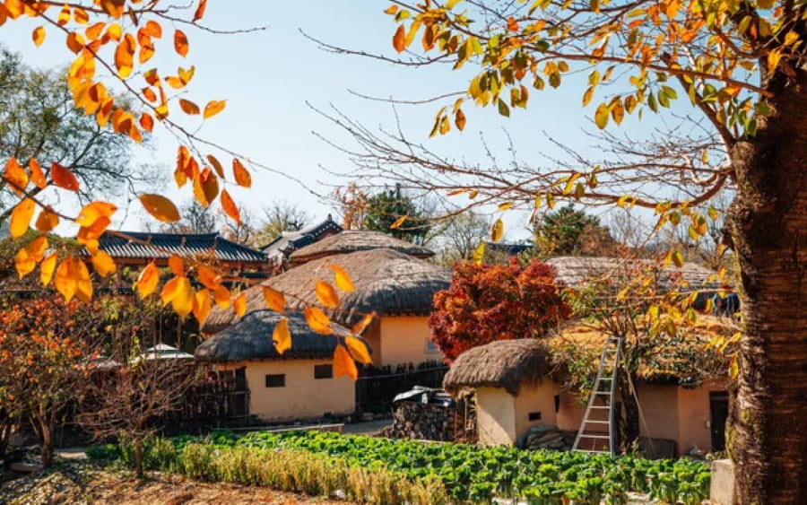 Làng dân gian Seongeup Folk Village - Nét cổ kính trong sắc thu