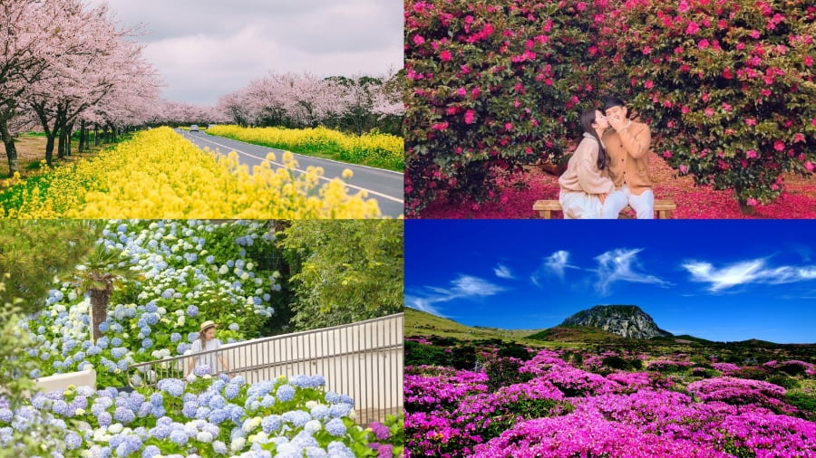 Mỗi mùa, Jeju lại khoác lên mình một tấm áo mới, rực rỡ và đầy sức sống