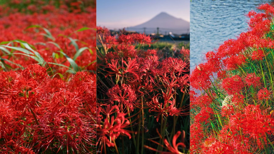 Khám phá vẻ đẹp ma mị của hoa bỉ ngạn Nhật Bản với các địa điểm ngắm hoa bỉ ngạn đẹp nhất Nhật Bản