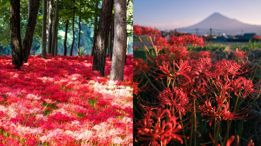 Công viên Kinchakuda Manjushage tại tỉnh Saitama là địa điểm nổi tiếng nhất để ngắm hoa bỉ ngạn Nhật Bản