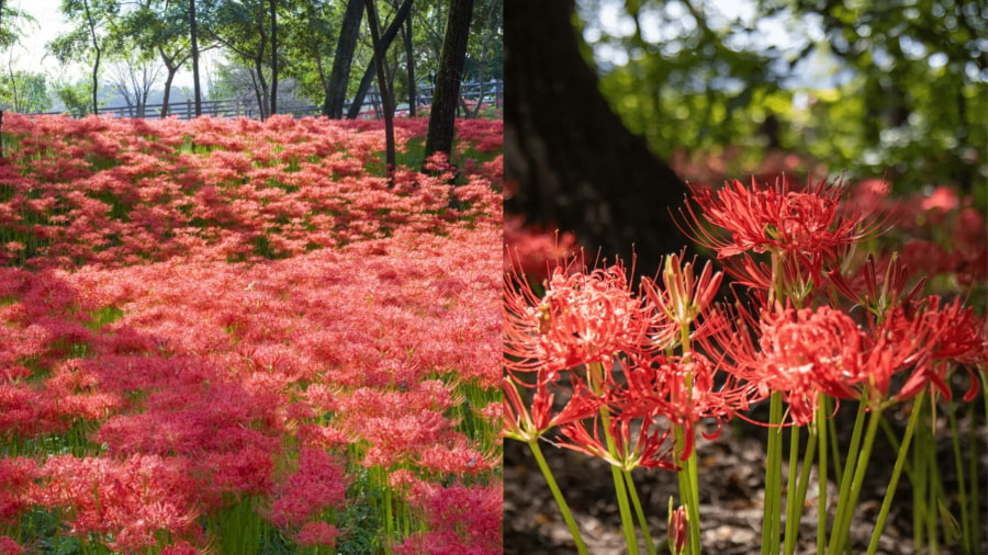 Vườn Koishikawa Korakuen mang đến một không gian yên bình để ngắm hoa bỉ ngạn Nhật Bản