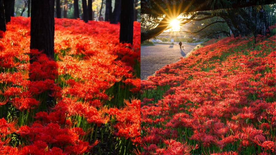 Khi mùa thu về, hoa bỉ ngạn nở rộ trên các bãi cỏ xanh, tạo nên một điểm nhấn rực rỡ và đầy sức sống