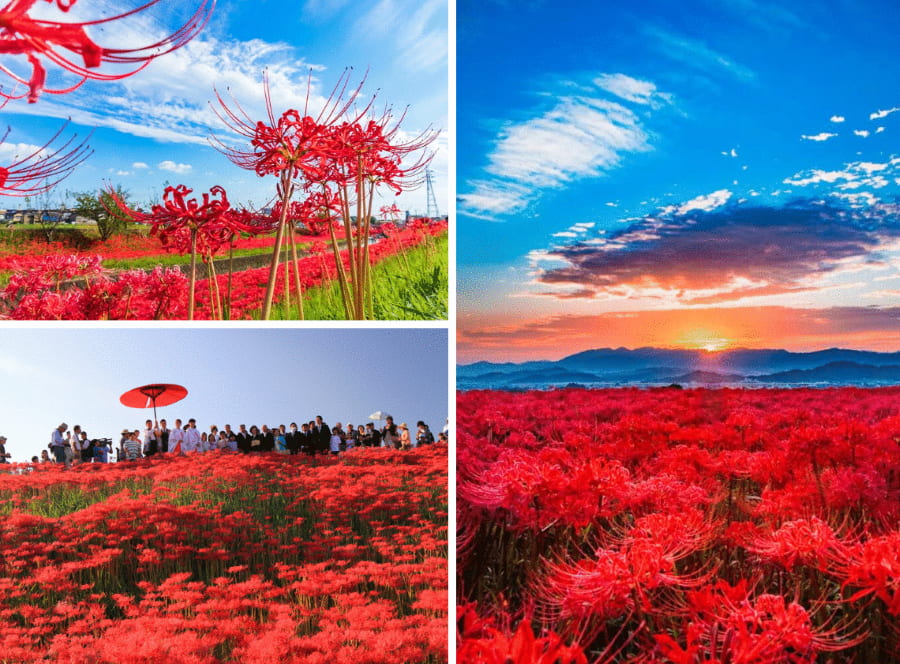 Đền Tofuku-ji ở Kyoto cũng là một địa điểm tuyệt vời để ngắm hoa bỉ ngạn Nhật Bản