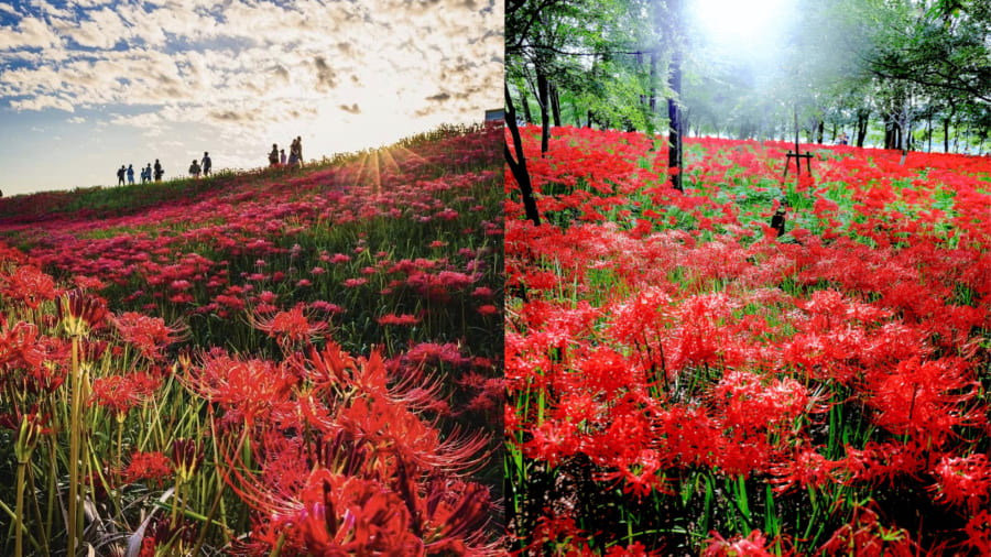 Công viên Anjokojo được biết đến là một điểm đến tuyệt vời để ngắm hoa bỉ ngạn Nhật Bản