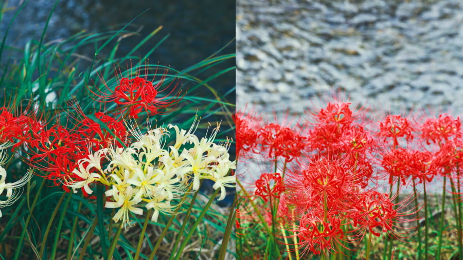 Sông Tsube tại tỉnh Wakayama là một địa điểm du lịch Nhật Bản mùa hoa bỉ ngạn không thể bỏ qua