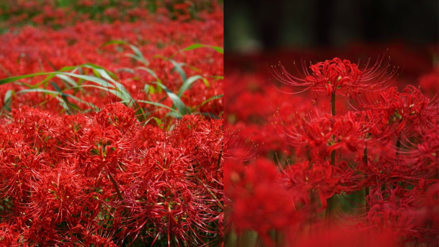 Vườn Higanbana-no-Sato là một trong những điểm đến ít người biết nhưng lại có cảnh sắc tuyệt đẹp