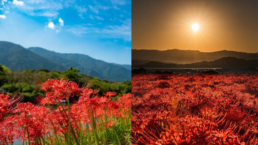 Núi Katsuragi ở tỉnh Nara là một địa điểm lý tưởng cho những người yêu thích đi bộ đường dài và ngắm hoa bỉ ngạn Nhật Bản