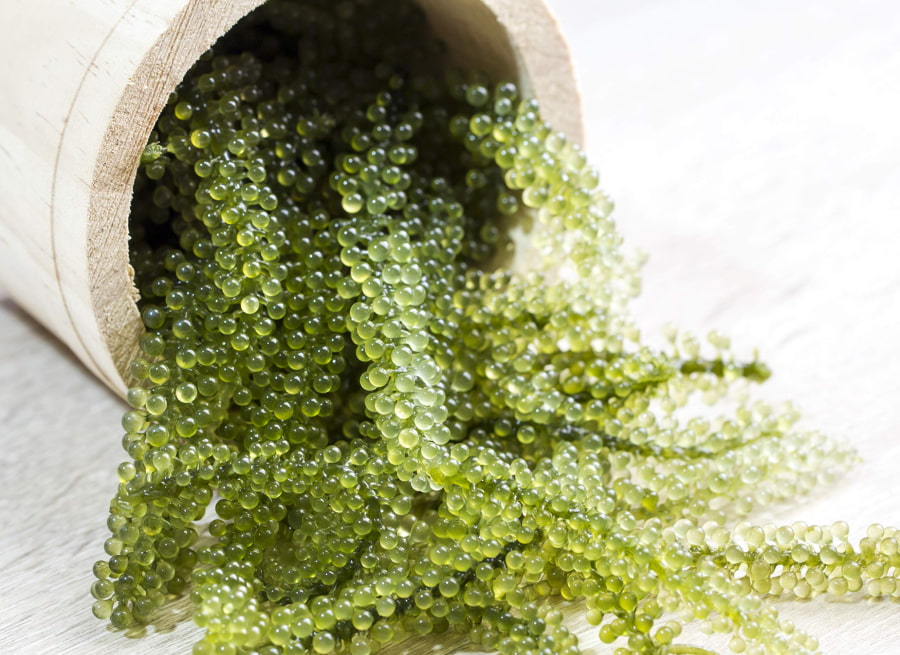 Umibudo, hay còn gọi là 'nho biển' là một trong những đặc sản nổi bật nhất của Okinawa