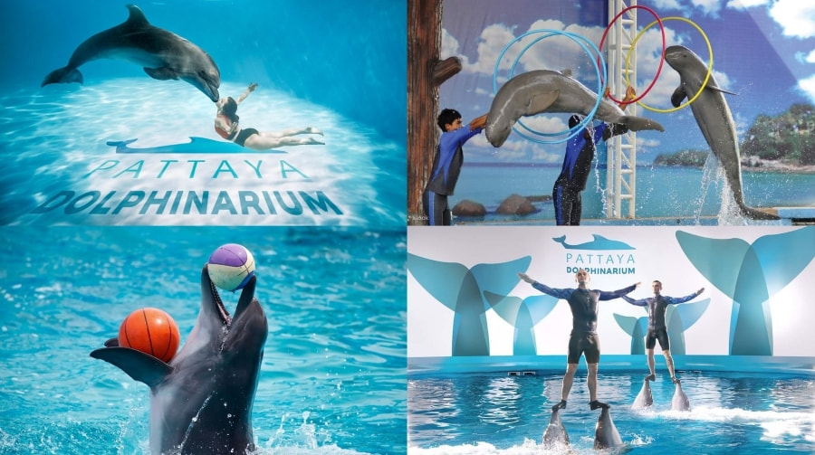 Pattaya Dolphinarium mang đến một trải nghiệm thân thiện với thiên nhiên hơn