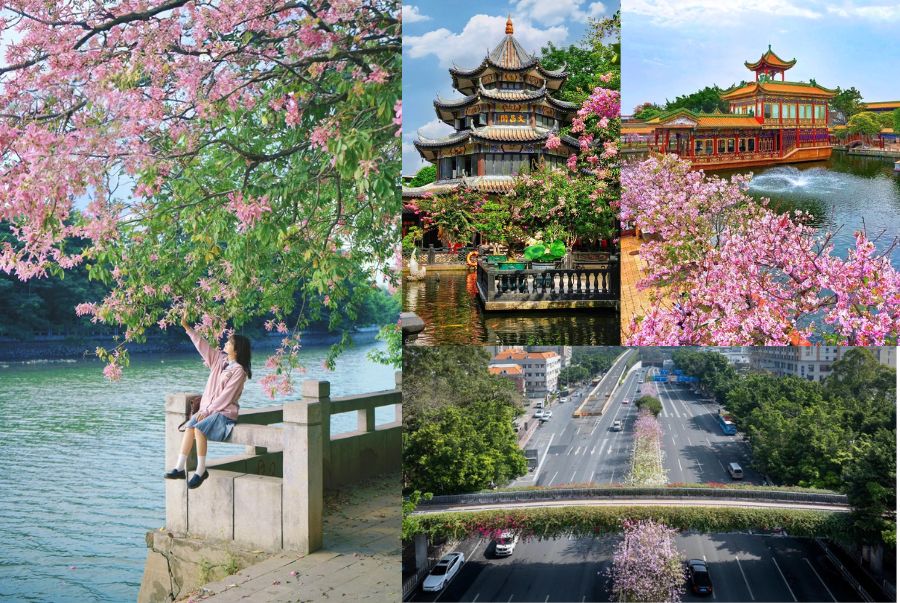 Khung cảnh nên thơ của mùa xuân tại Quảng Châu